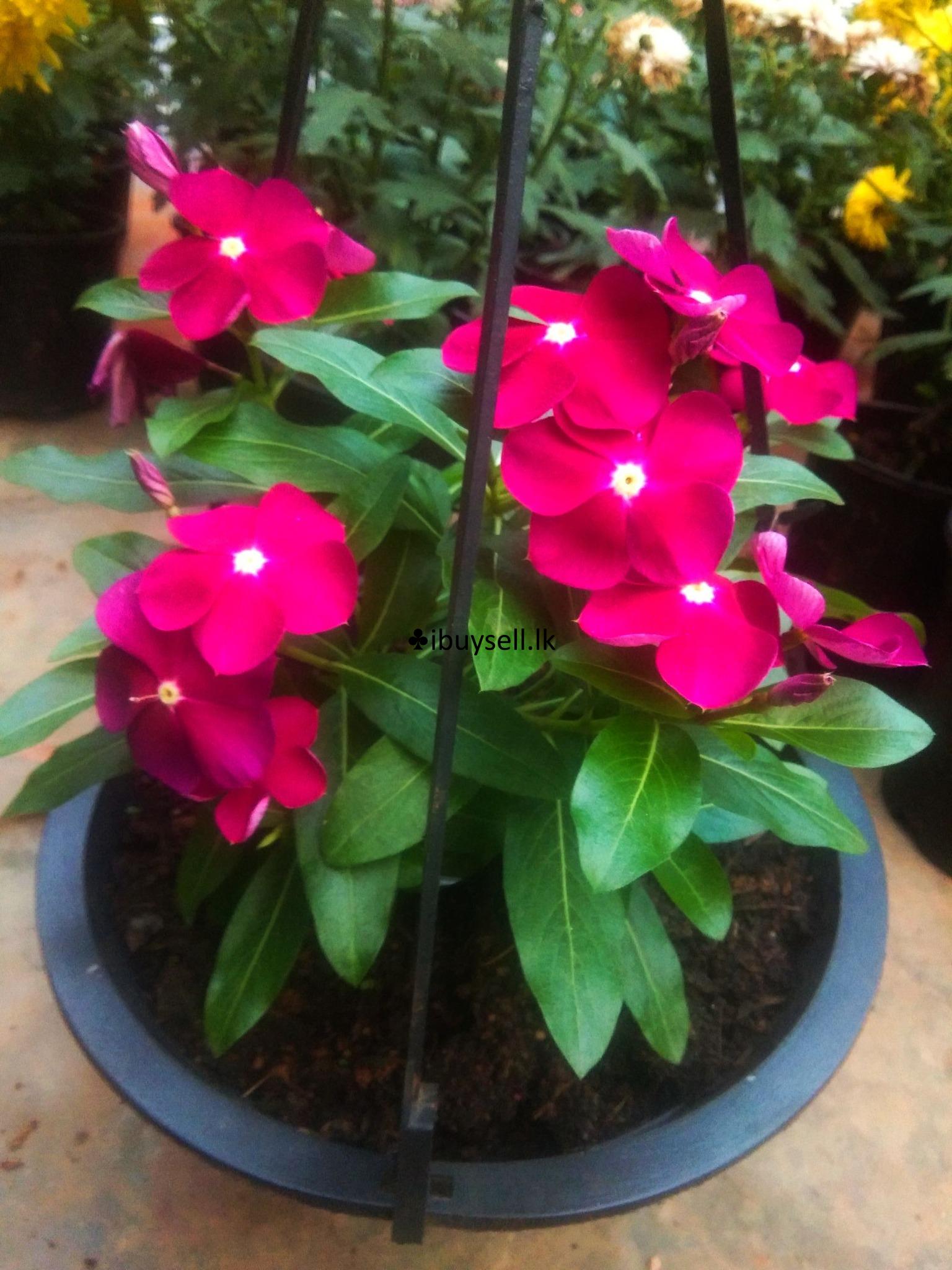 petunia hanging pots for sale