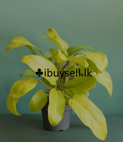 These types of plants are available for sale as mother plants and cuttings.