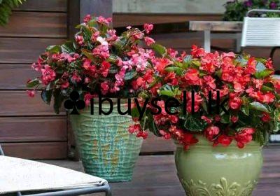 480002071_648079991114963_8530324634113546391_n