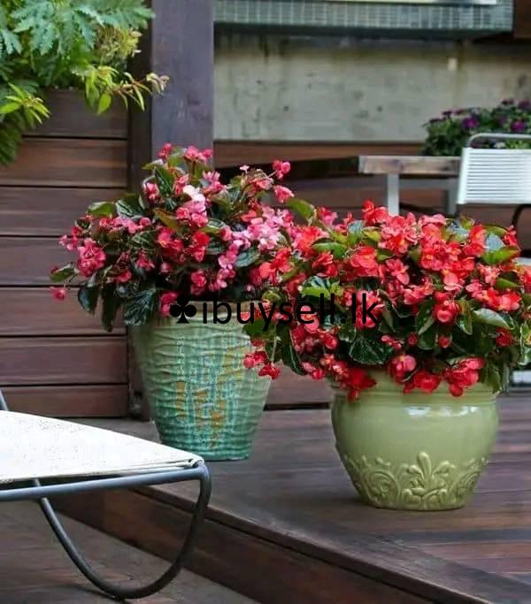 Flower bigoniya  for sale!