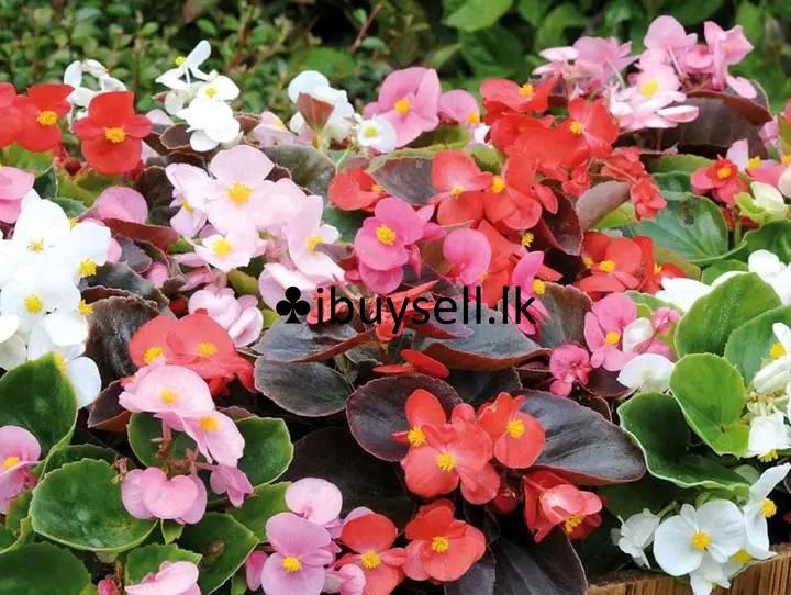 Flower bigoniya  for sale!