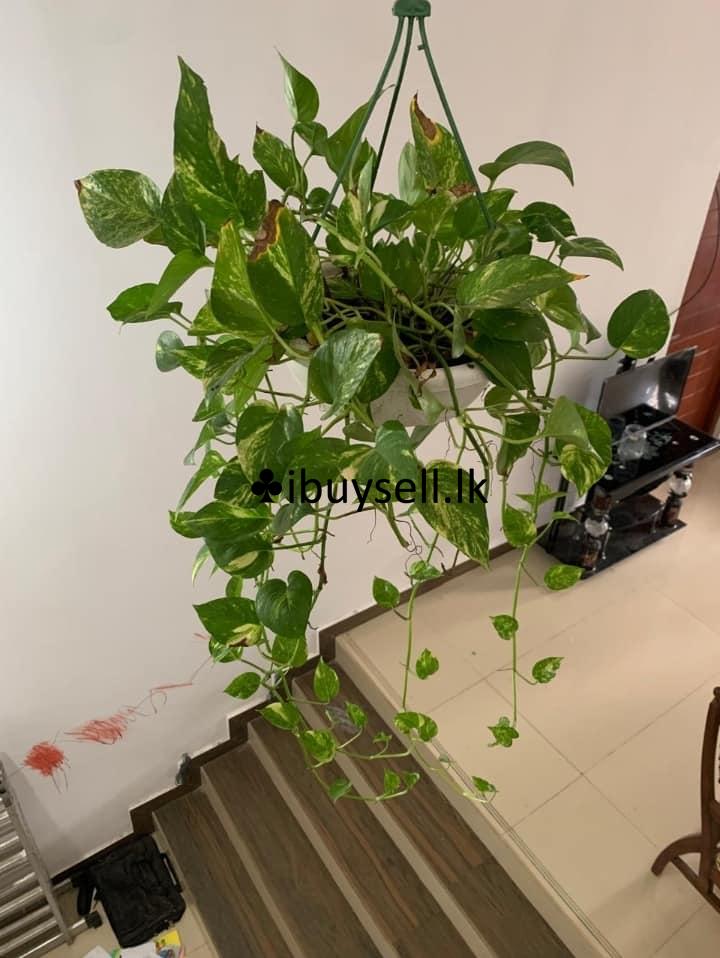 Money plant for sale -Kottawa