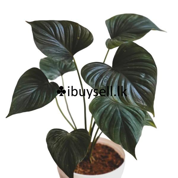 Plants for sale