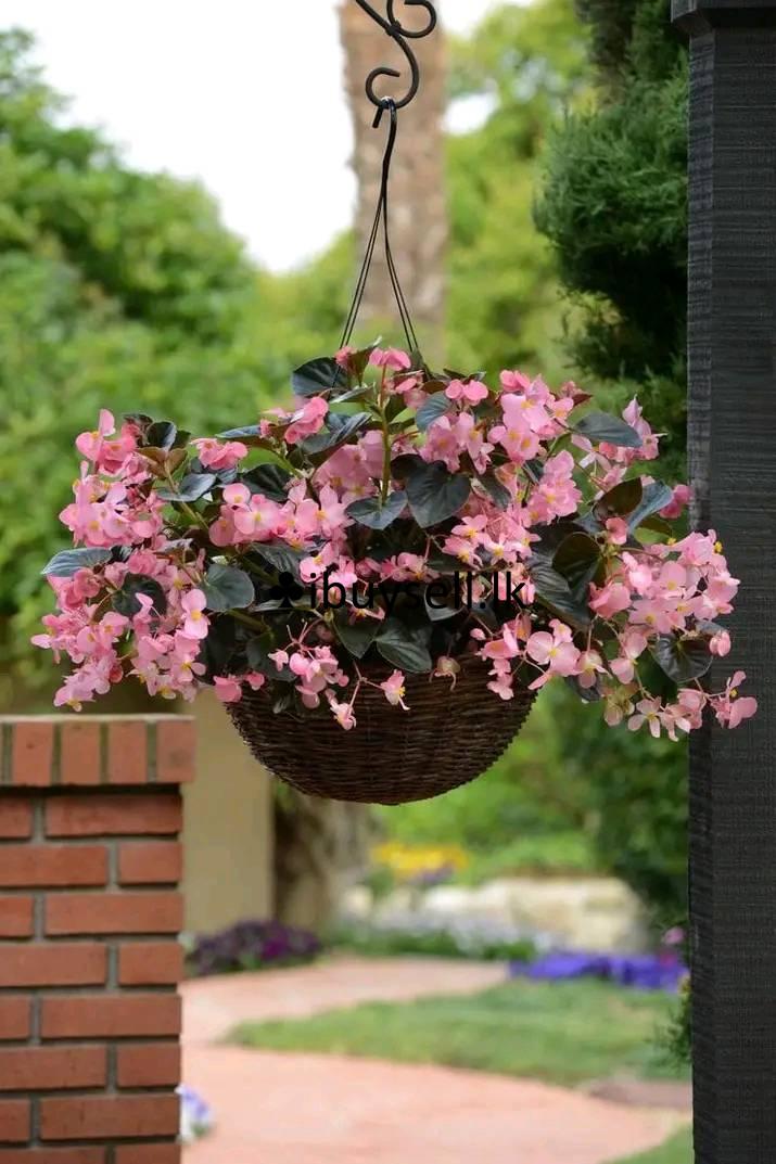 Flower bigoniya  for sale!