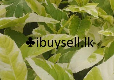 480261776_1694768004773789_2683070640973988313_n