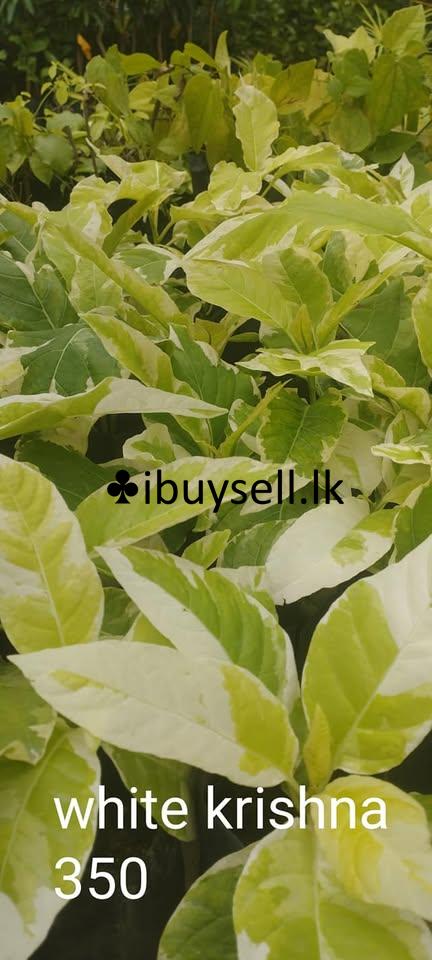 White krishna plants for sale!