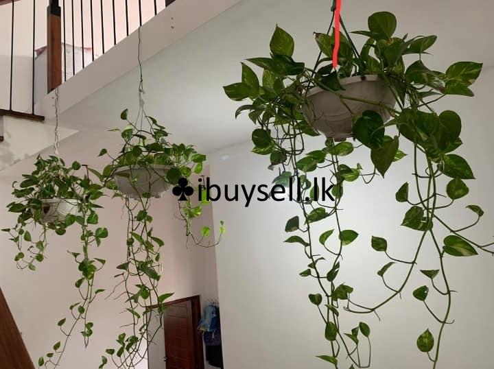 Money plant for sale -Kottawa