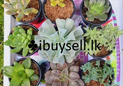 480399010_639871671888973_6916458431374074425_n