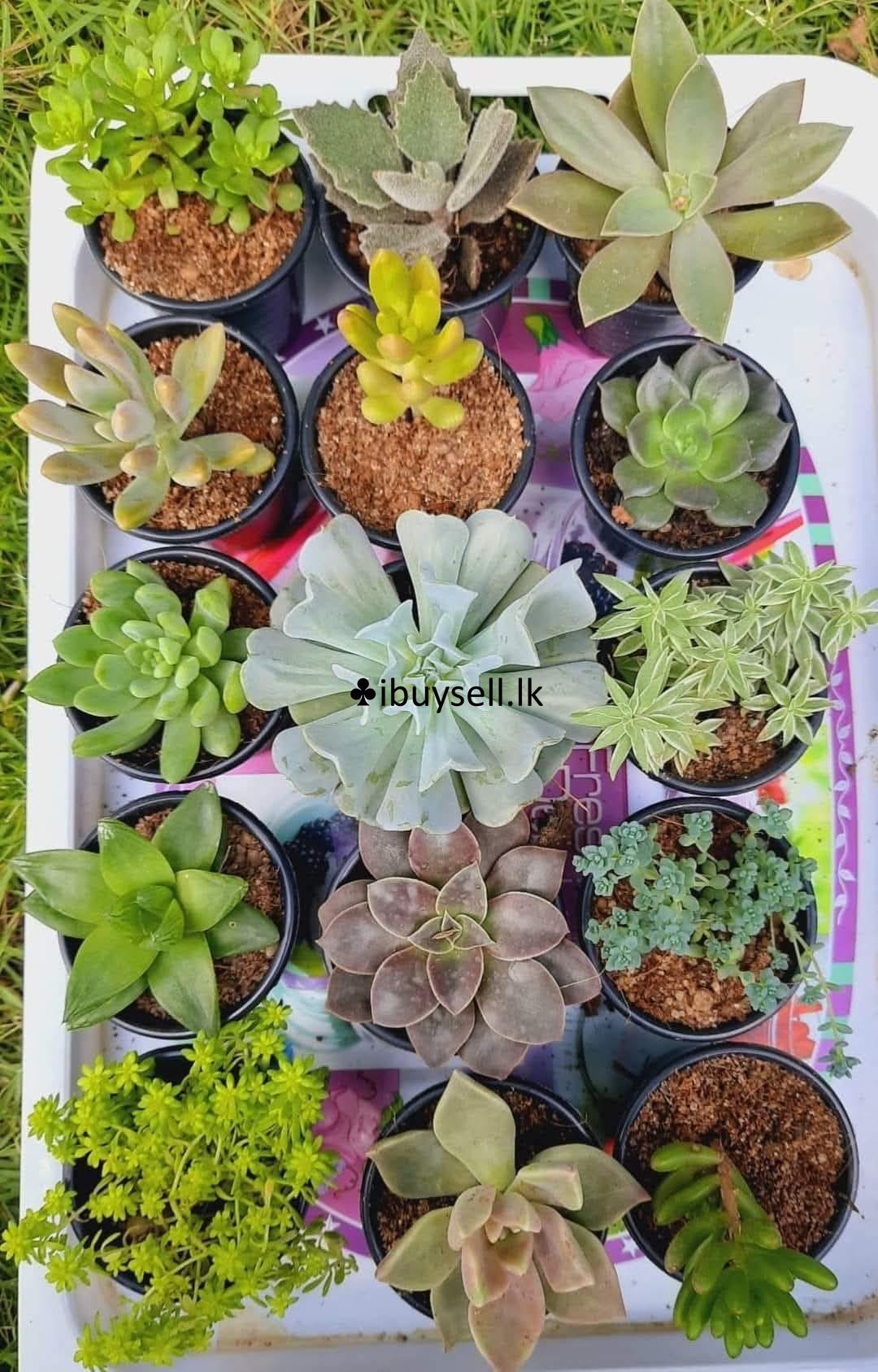 Cerculant Plants for Sale!