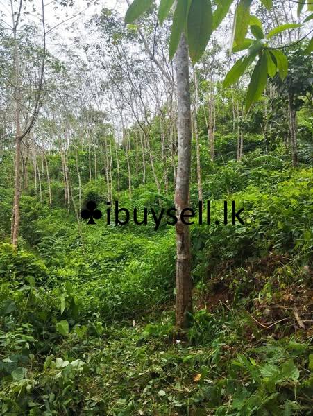 Land for sale in Avissawella