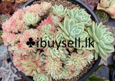 480455844_667138009168832_1271022327624584550_n