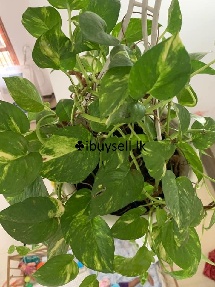 Money plant for sale -Kottawa