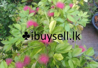 480480290_655502573898713_278447055474316762_n