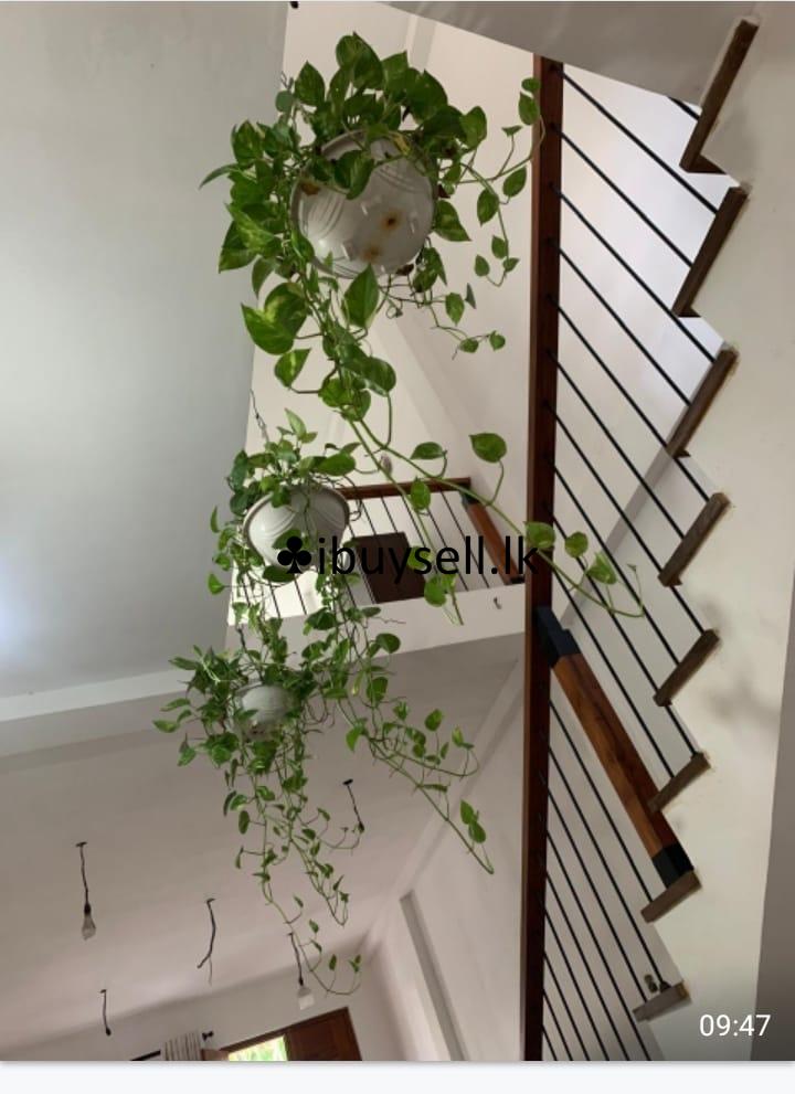 Money plant for sale -Kottawa