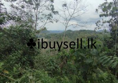 480516700_1369074234414349_7676306185629059684_n