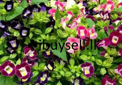 480526912_652205760702386_217542357442371477_n