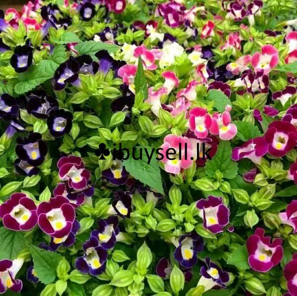 Flower Teronia For Sale!