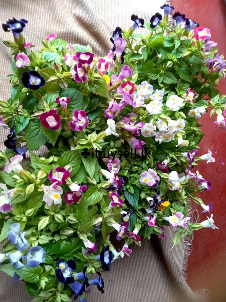 Flower Teronia For Sale!