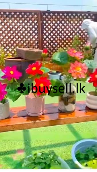 Imported Lotus Flower Seeds for sale