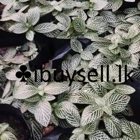 480614482_1699510504299539_7998406590030171302_n