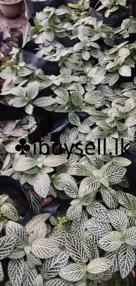 Plants for sale in Ragama