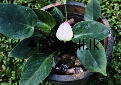 480619463_545353031891210_640994271069777180_n