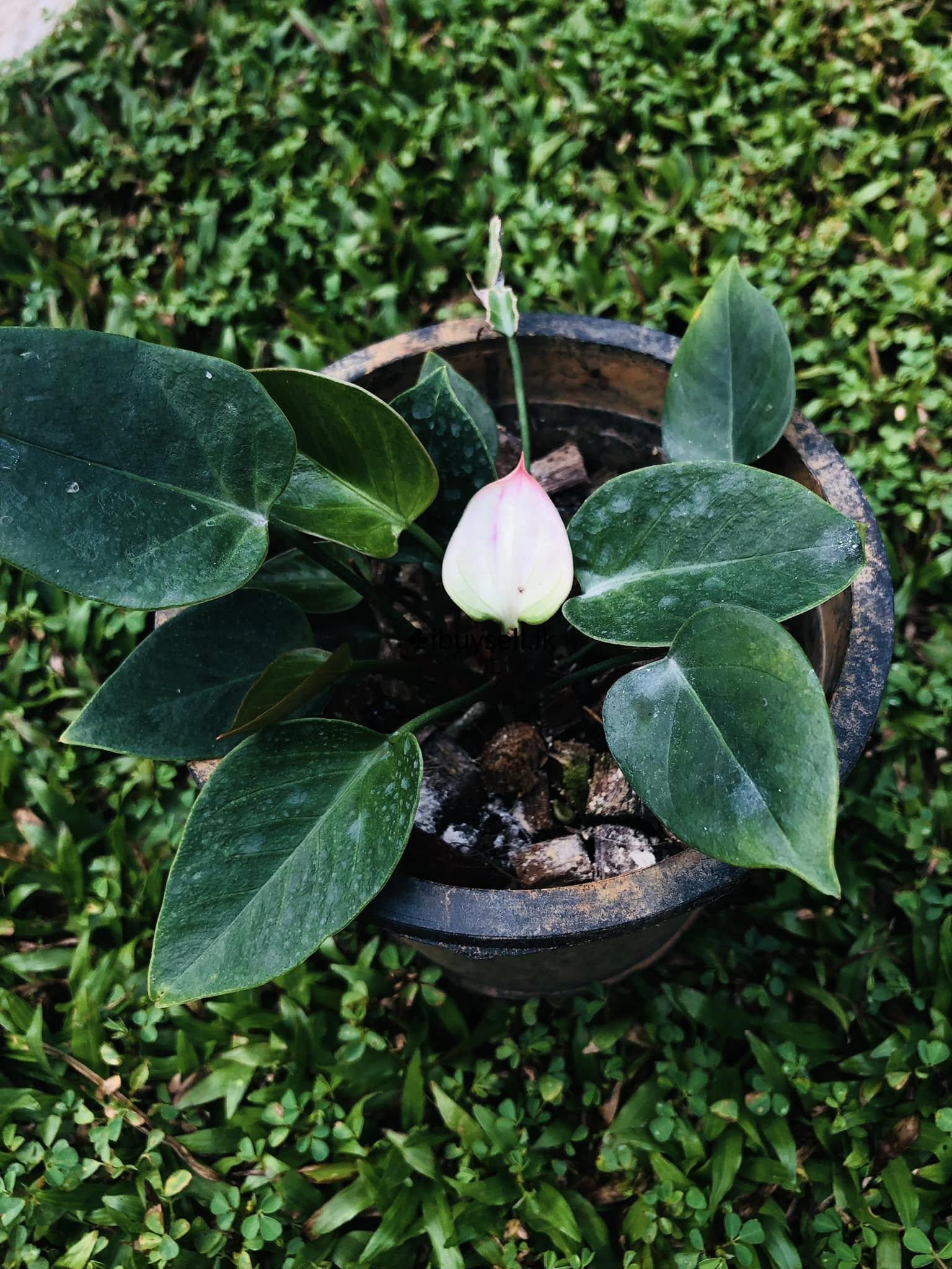 Anthanisiya white plants For Sale!