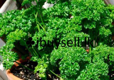 480626481_122134221776579551_505728879776173879_n