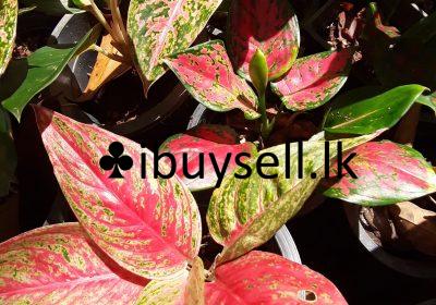 480668205_1156480529600771_1781784946603535779_n