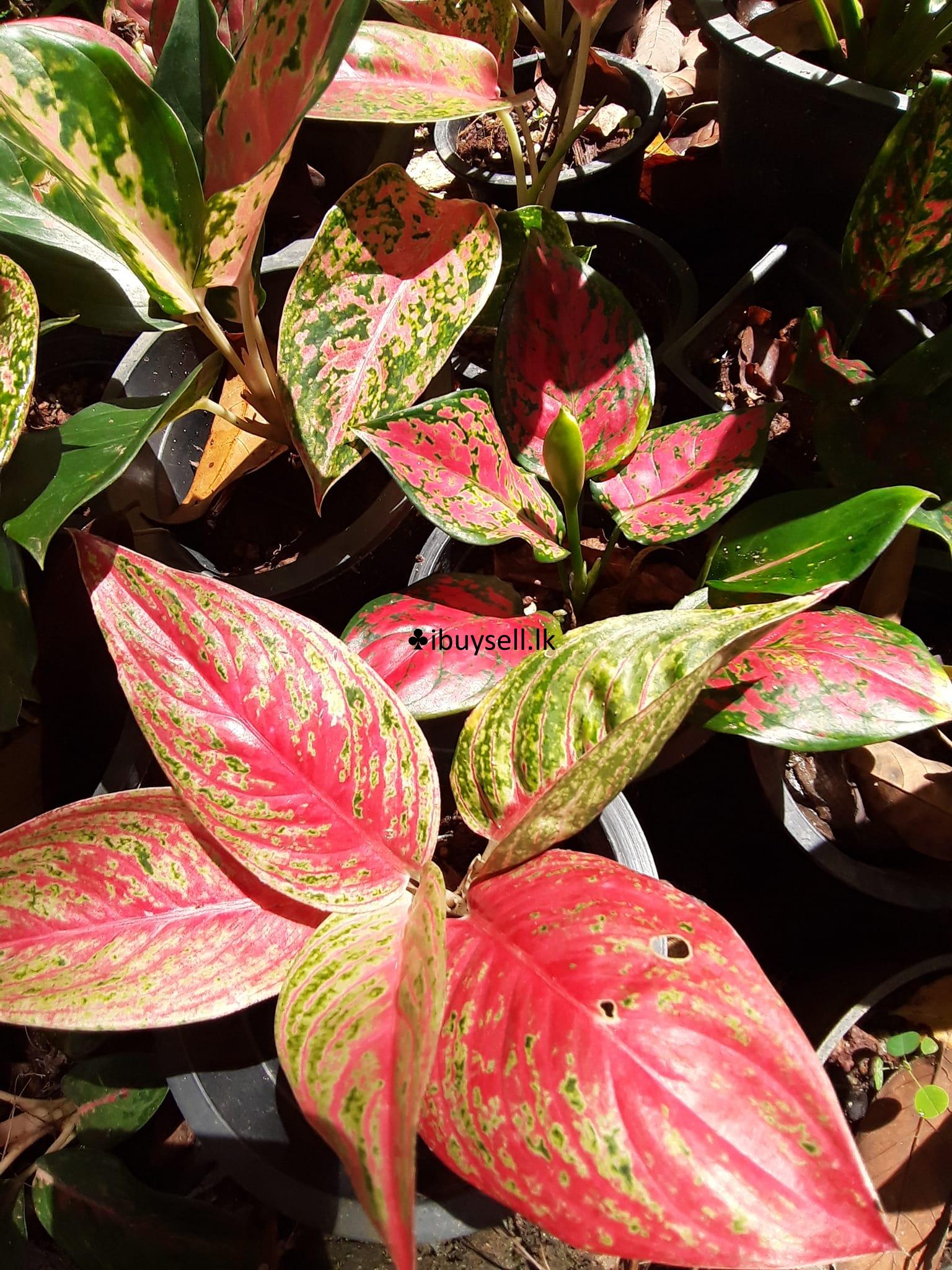 Plant Aglonima For Sale!