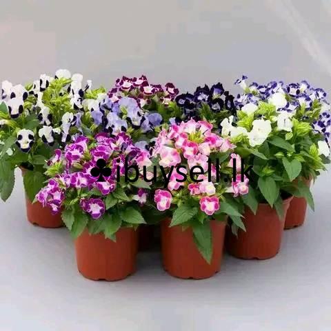 Flower Teronia For Sale!