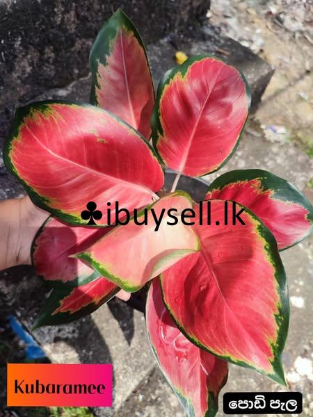 Aglonema Plants for sale!