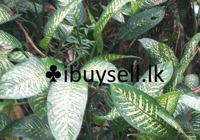 480745744_507592595733723_7620932139494257625_n