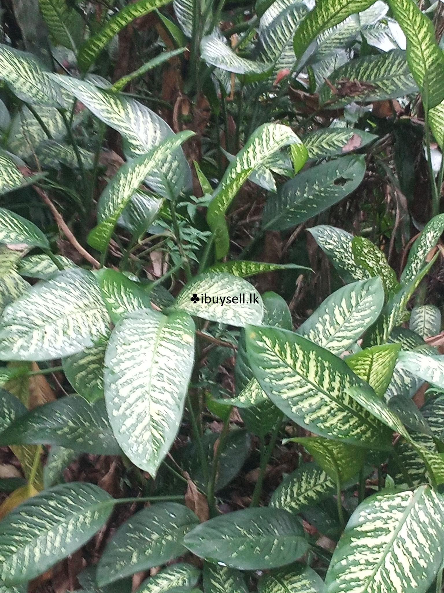 Garden Plants For Sale!