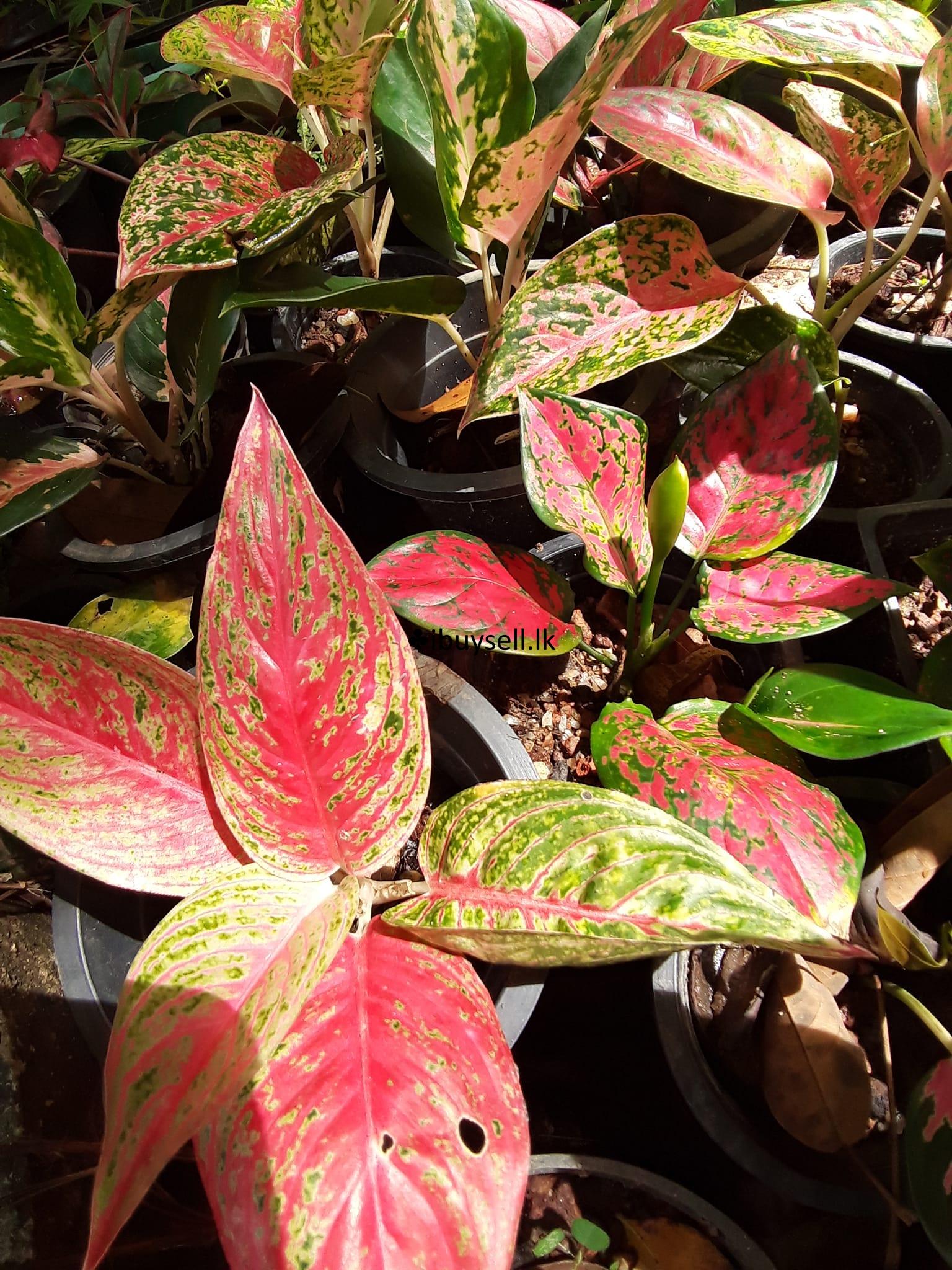 Plant Aglonima For Sale!