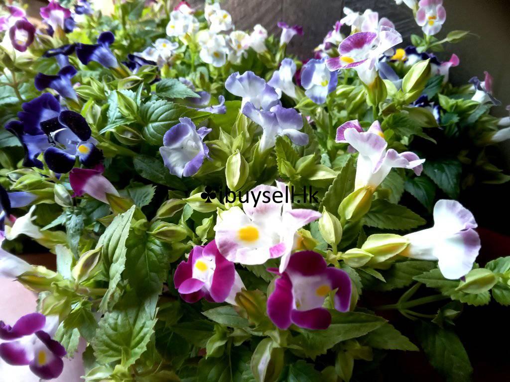 Flower Teronia For Sale!