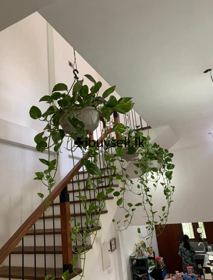 Money plant for sale -Kottawa