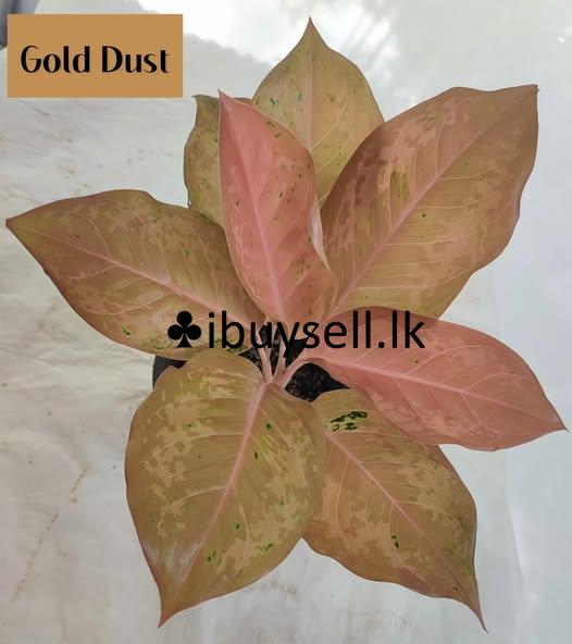 Aglonema Plants for sale!