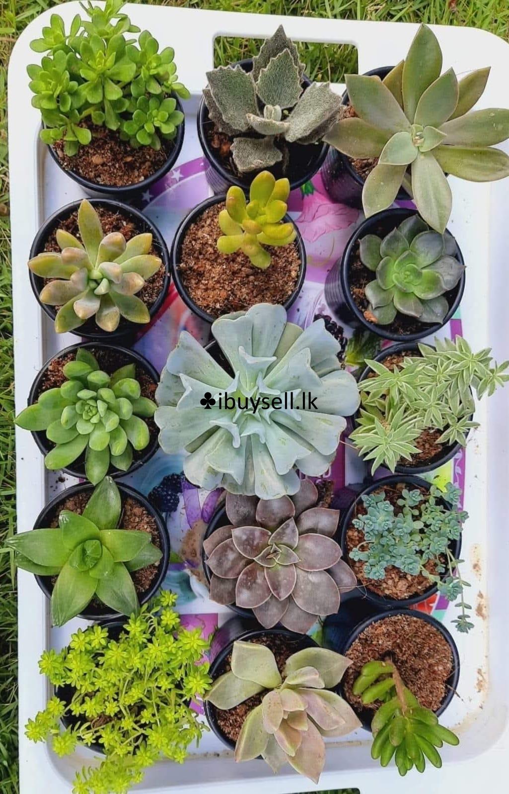 Cerculant Plants for Sale!