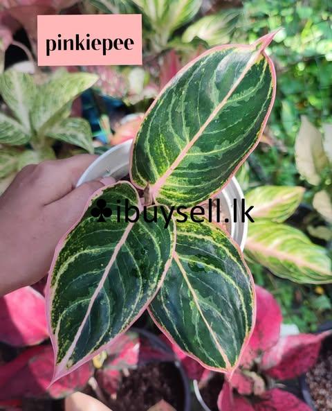 Aglonema Plants for sale!