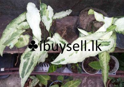 480882056_1200749414919799_7564712696373778032_n