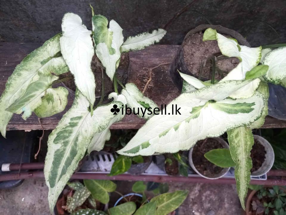 Sengoniyam Vericated for Sale!