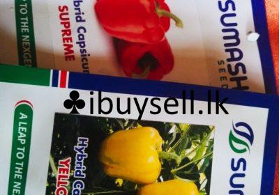 480940984_639480622164353_3210380151320927865_n