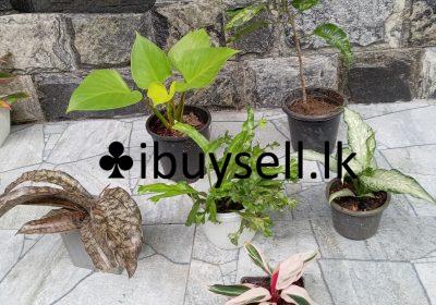 480962225_122210210396166902_7623712050965632541_n