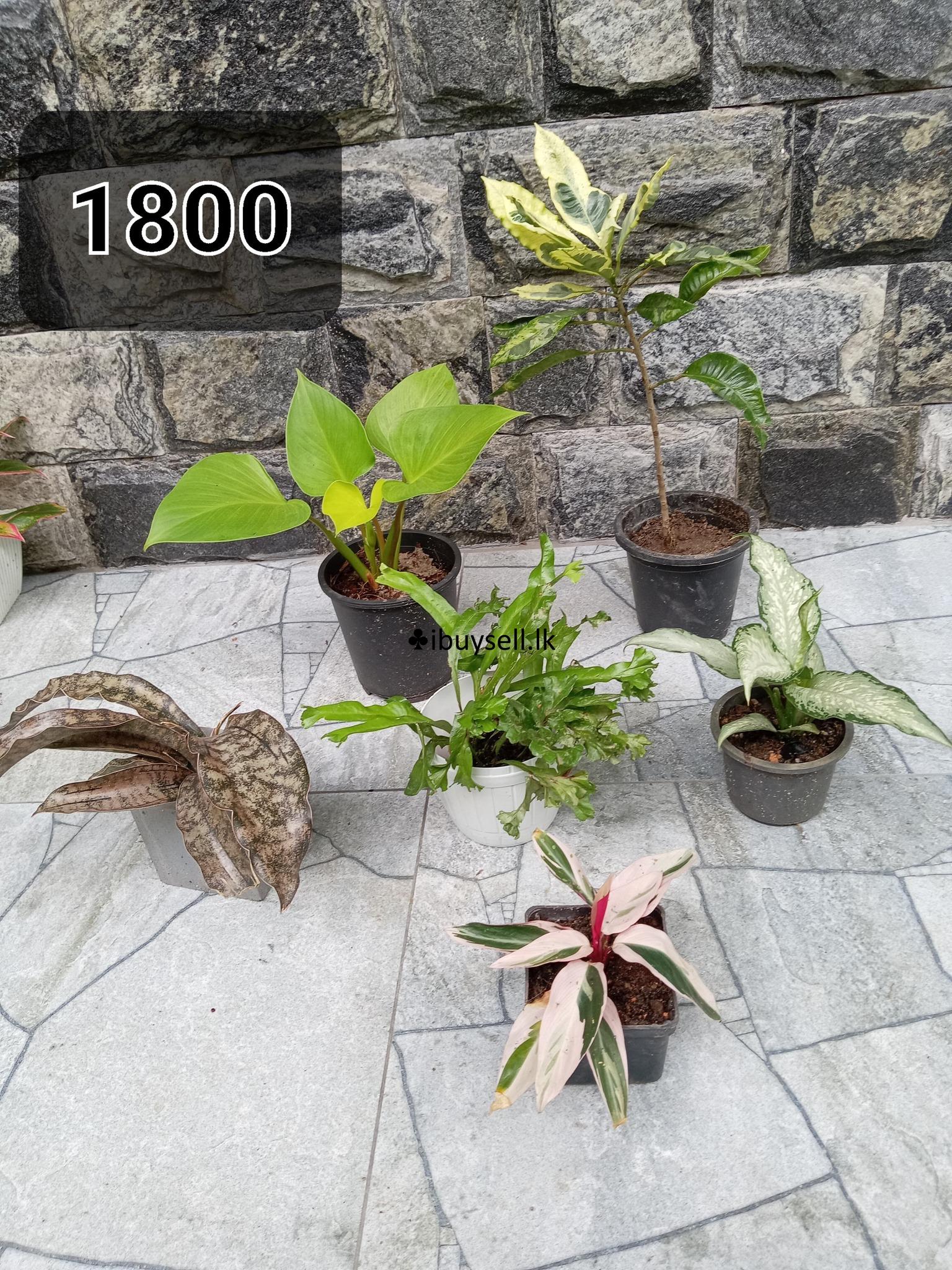 indoor and outdoor plants sale