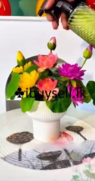 Imported Lotus Flower Seeds for sale