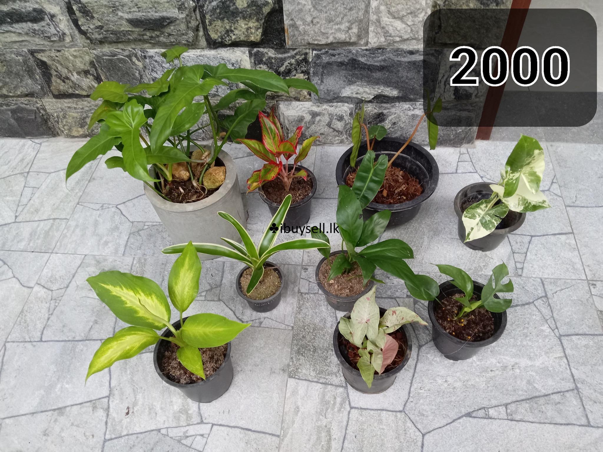 indoor and outdoor plants sale