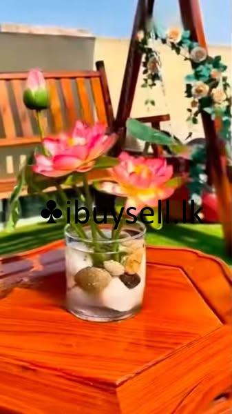 Imported Lotus Flower Seeds for sale