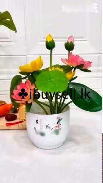 Imported Lotus Flower Seeds for sale