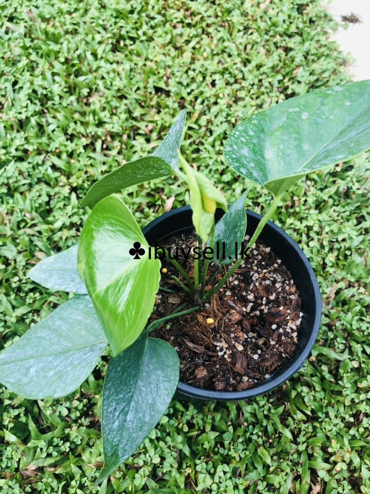 Anthanisiya white plants For Sale!